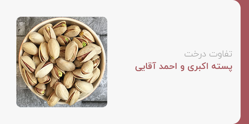 تفاوت درخت پسته اکبری و احمدآقایی