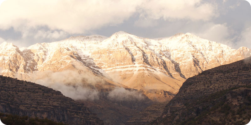 زرد کوه بختیاری