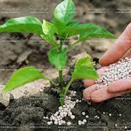 کاربرد سولفات پتاسیم در کشاورزی