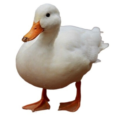 تخم نطفه دار اردک