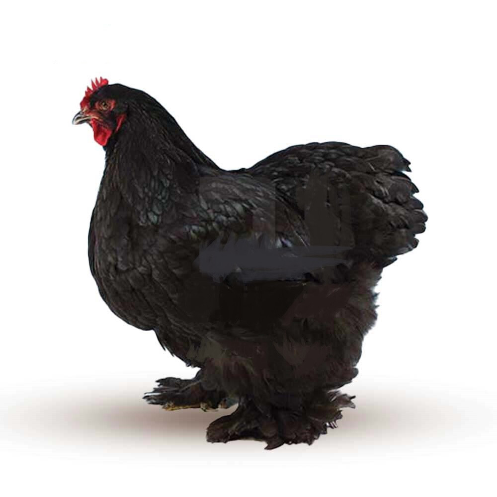 جوجه کوشین