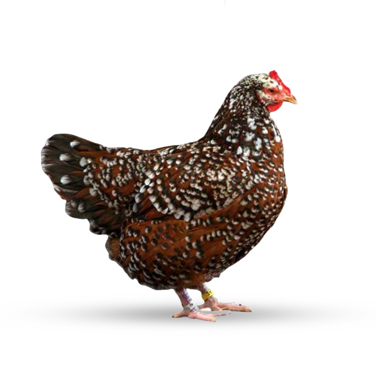 تخم نطفه دار گلین